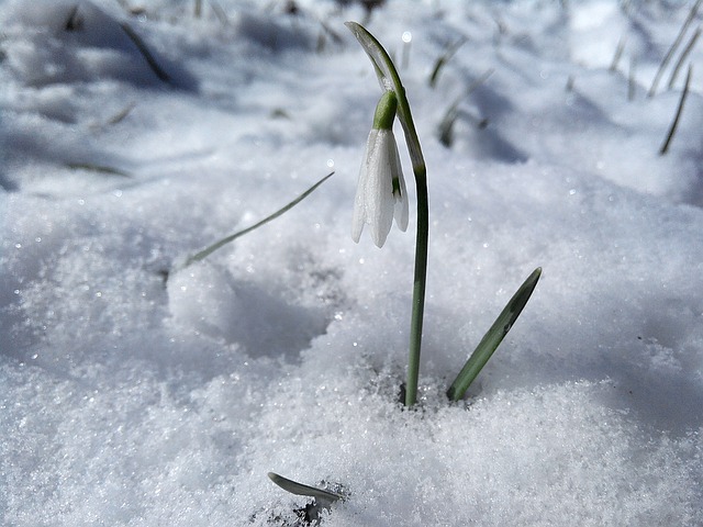 RISK IT TAKES TO BLOSSOM & HYPNOTHERAPY